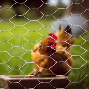 Chicken Wire Mesh